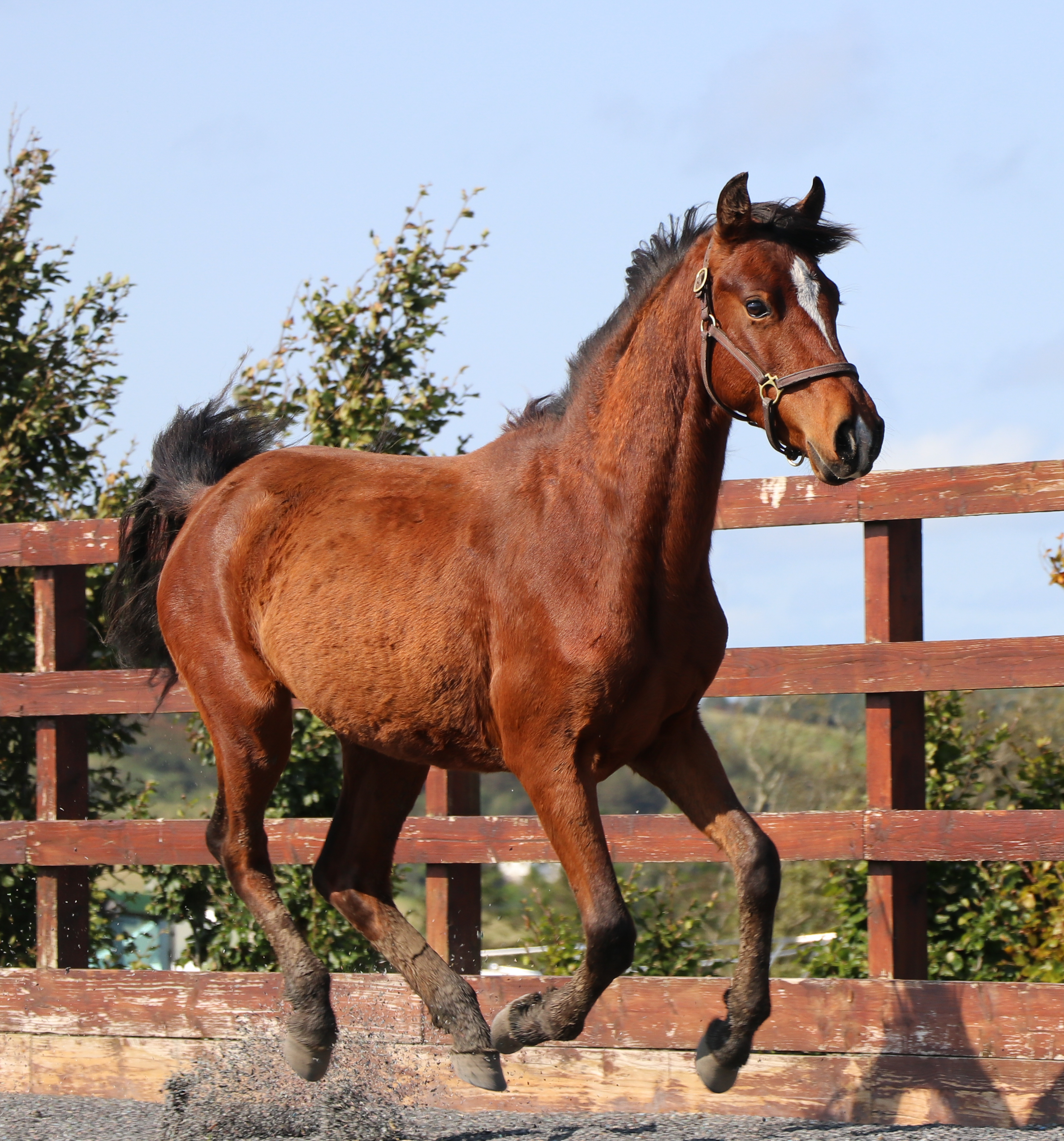Expat Morgans leading sport stud farm in Europe